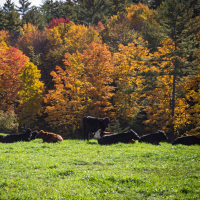 thumbnail for a photo of cows